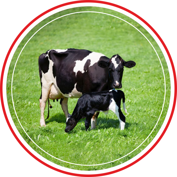 DAIRY-FEED